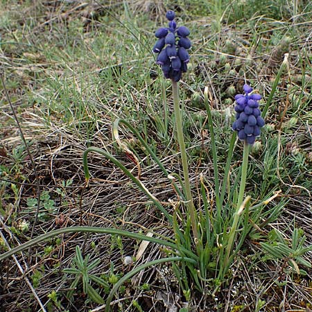 Muscari neglectum \ bersehene Traubenhyazinthe, Weinbergs-Trubel / Grape Hyacinth, F Champcella 29.4.2023