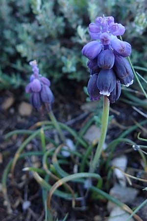 Muscari neglectum \ bersehene Traubenhyazinthe, Weinbergs-Trubel, F Grasse 2.5.2023