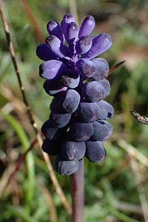 Muscari neglectum \ bersehene Traubenhyazinthe, Weinbergs-Trubel / Grape Hyacinth, F Remollon 15.3.2024