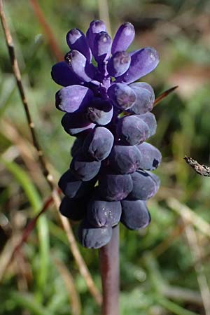 Muscari neglectum \ bersehene Traubenhyazinthe, Weinbergs-Trubel, F Remollon 15.3.2024