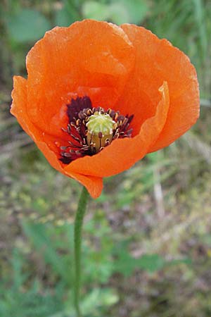 Papaver dubium subsp. confine \ Verkannter Saat-Mohn / Long-Headed Poppy, F Causse du Larzac 16.5.2007