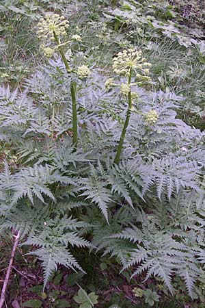 Molopospermum peloponnesiacum \ Striemensame / Striped Hemlock, F Pyrenäen/Pyrenees, Eyne 25.6.2008