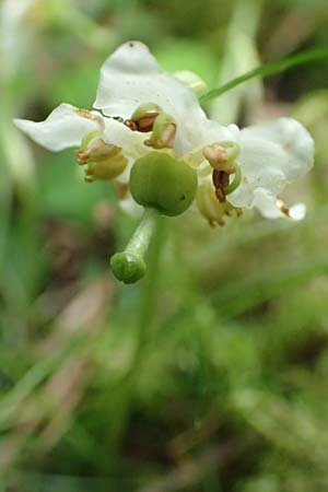 Moneses uniflora \ Einbltiges Wintergrn, Moosauge, F Pyrenäen, Canigou 24.7.2018