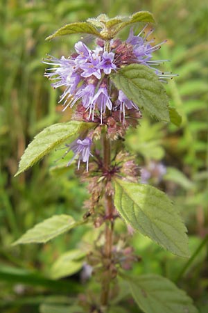 Mentha arvensis \ Acker-Minze / Corn Mint, F Bitche 4.9.2010