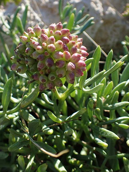 Crithmum maritimum \ Meer-Fenchel / Rock Samphire, F Martigues 8.10.2021