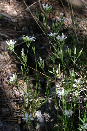 Minuartia rostrata \ Geschnbelte Miere / Beaked Sandwort, F Queyras, Vieille Ville 22.6.2008