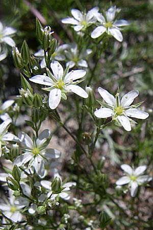 Minuartia rostrata \ Geschnbelte Miere / Beaked Sandwort, F Queyras, Vieille Ville 22.6.2008