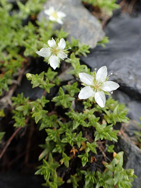 Minuartia rupestris \ Felsen-Miere, F Col de la Bonette 8.7.2016