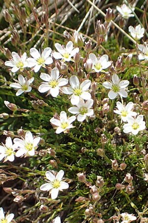 Minuartia recurva \ Krummblttrige Miere, F Pyrenäen, Mont Llaret 31.7.2018