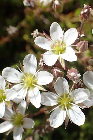 Minuartia recurva \ Krummblttrige Miere / Recurved Sandwort, F Pyrenäen/Pyrenees, Mont Llaret 31.7.2018