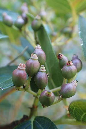 Viburnum tinus \ Lorbeer-Schneeball, F Pyrenäen, Gorges de Galamus 23.7.2018