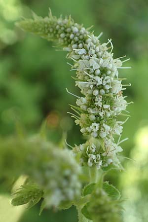 Mentha suaveolens \ Rundblttrige Minze, Apfel-Minze, F Pyrenäen, Ansignan 23.7.2018