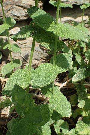 Mentha suaveolens \ Rundblttrige Minze, Apfel-Minze / Round-Leaved Mint, Apple Mint, F Pyrenäen/Pyrenees, Evol 8.8.2018