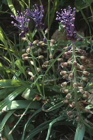 Muscari comosum \ Schopfige Traubenhyazinthe / Tassel Hyacinth, F Maures, Grimaud 11.5.1984