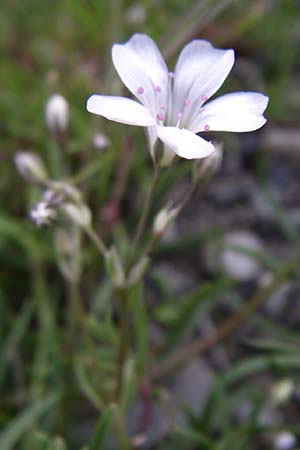 Petrorhagia saxifraga \ Steinbrech-Felsennelke, F Col du Galibier 21.6.2008