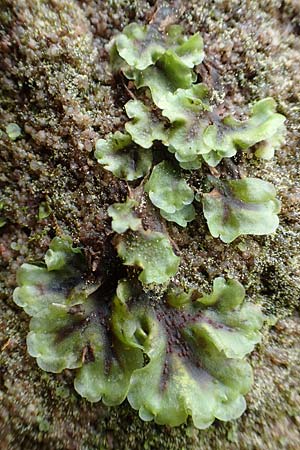 Marchantiales spec1 ? \ Thallses Lebermoos / Thallose Liverwort, F Turquestein-Blancrupt 5.6.2018