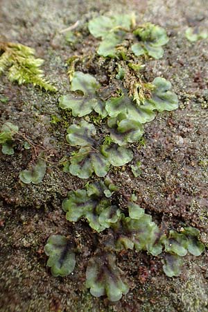 Marchantiales spec1 ? / Thallose Liverwort, F Turquestein-Blancrupt 5.6.2018