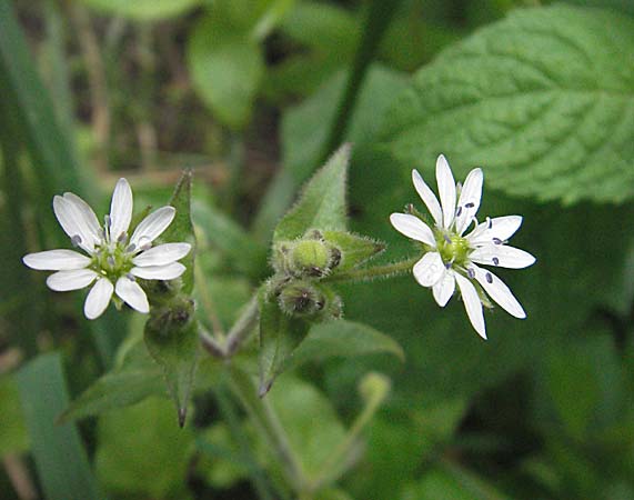 Stellaria aquatica \ Wassermiere, Wasserdarm / Water Checkweed, F Montsegur 15.8.2006