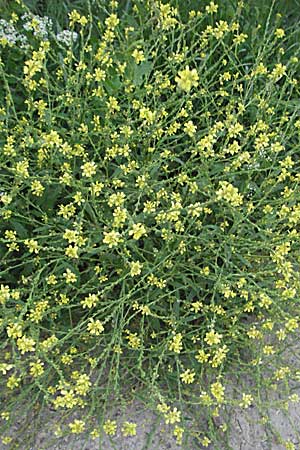 Rapistrum perenne \ Ausdauernder Rapsdotter / Steppe Cabbage, F St. Martin-de-Crau 13.5.2007