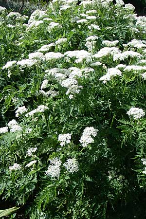 Myrrhis odorata / Sweet Cicely, F Col de Lautaret 28.6.2008