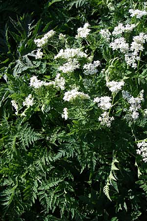 Myrrhis odorata \ Sdolde, Myrrhenkerbel / Sweet Cicely, F Col de Lautaret 28.6.2008