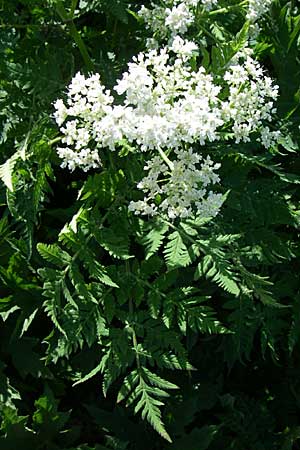 Myrrhis odorata / Sweet Cicely, F Col de Lautaret 28.6.2008