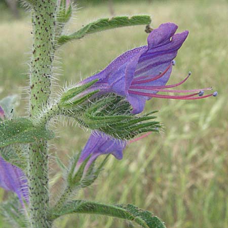 Echium creticum \ Kretischer Natternkopf / Cretan Bugloss, F Camargue 13.5.2007