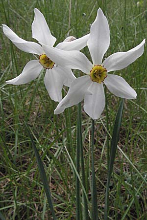 Narcissus poeticus \ Dichter-Narzisse, Weie Narzisse / Poet's Narcissus, F Pyrenäen/Pyrenees, Olette 14.5.2007