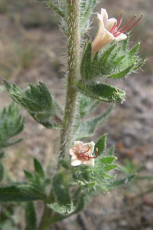 Echium asperrimum \ Rauer Natternkopf / Pyrenean Bugloss, F Toreilles 24.6.2008