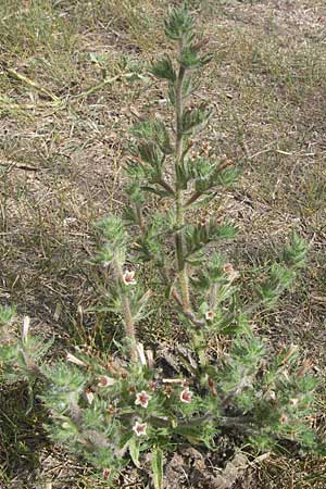 Echium asperrimum \ Rauer Natternkopf / Pyrenean Bugloss, F Toreilles 24.6.2008