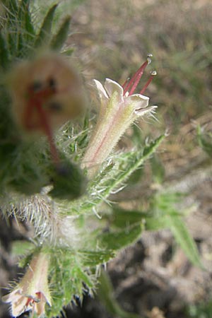 Echium asperrimum \ Rauer Natternkopf / Pyrenean Bugloss, F Toreilles 24.6.2008