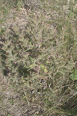 Echium asperrimum \ Rauer Natternkopf / Pyrenean Bugloss, F Toreilles 24.6.2008