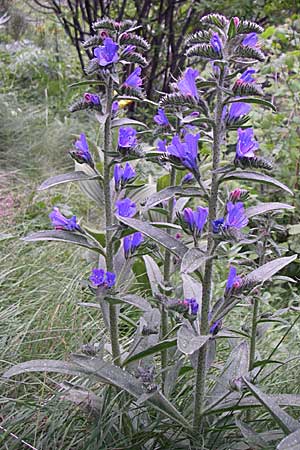 Echium plantagineum \ Wegerich-Natternkopf / Purple Viper's Bugloss, F Pyrenäen/Pyrenees, Eyne 25.6.2008