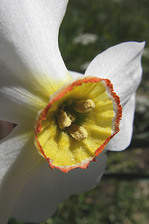 Narcissus radiiflorus / Narrow-Leaved Narcissus, F Mont Aigoual 29.5.2009