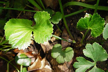 Ranunculus neoascendens \ Ascendens-hnlicher Gold-Hahnenfu, F Gougenheim 18.4.2015