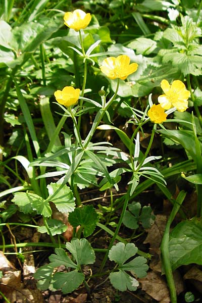 Ranunculus neoascendens \ Ascendens-hnlicher Gold-Hahnenfu / False Ascendent Goldilocks, F Gougenheim 18.4.2015