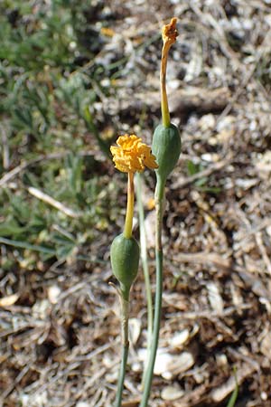 Narcissus assoanus \ Binsen-Narzisse, F Saint Hubert 3.5.2023