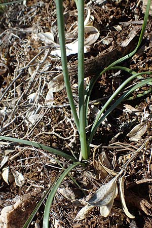 Narcissus assoanus \ Binsen-Narzisse, F Saint Hubert 3.5.2023