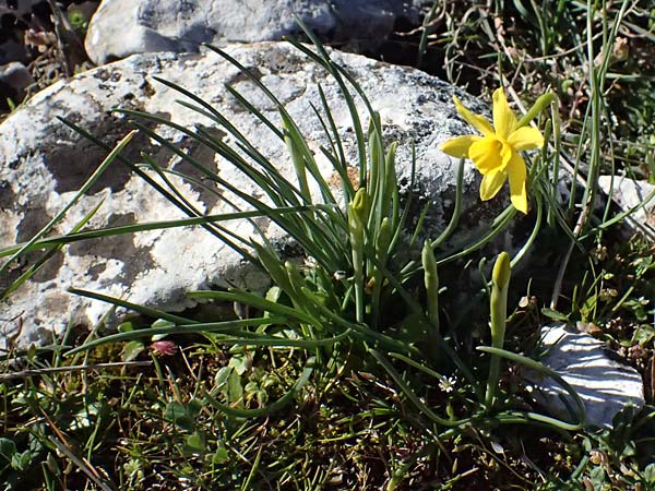 Narcissus assoanus \ Binsen-Narzisse / Rush-Leaved Narcissus, F Luberon bei/near Robion 16.3.2024