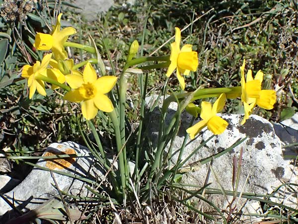 Narcissus assoanus \ Binsen-Narzisse / Rush-Leaved Narcissus, F Luberon bei/near Robion 16.3.2024