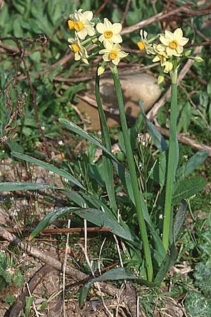 Narcissus tazetta \ Tazette / Bunch-flowered Narcissus, F Aigues Mortes 7.3.1998