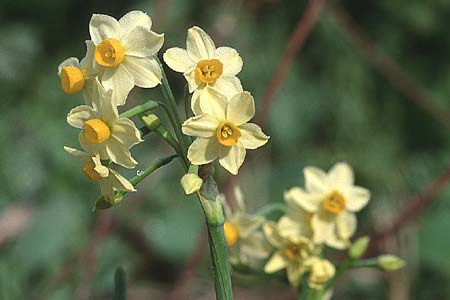 Narcissus tazetta \ Tazette / Bunch-flowered Narcissus, F Aigues Mortes 7.3.1998