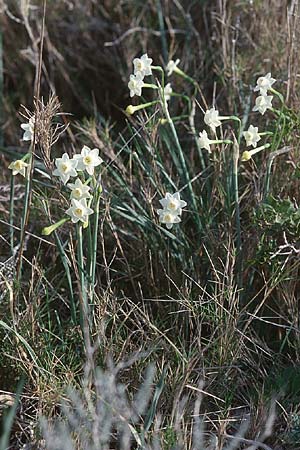 Narcissus dubius \ Zweifelhafte Narzisse / Doubtful Narcissus, F Balaruc-les-Bains 7.3.1998