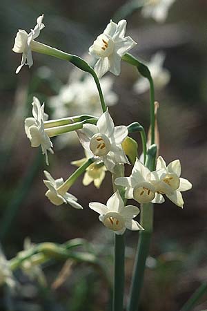 Narcissus dubius \ Zweifelhafte Narzisse / Doubtful Narcissus, F Sète 19.3.1999