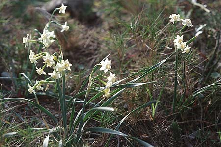 Narcissus dubius \ Zweifelhafte Narzisse / Doubtful Narcissus, F Sète 19.3.1999