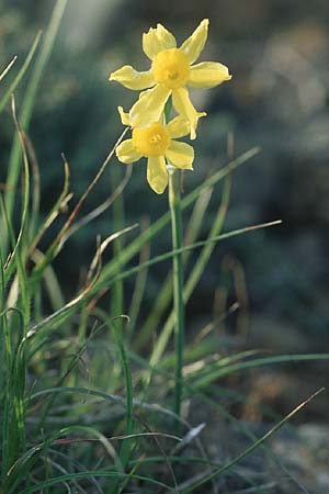 Narcissus assoanus \ Binsen-Narzisse / Rush-Leaved Narcissus, F Corbières, Arquettes-en-Val 30.4.2005