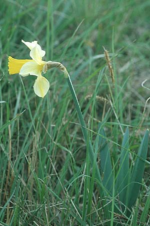 Narcissus pseudonarcissus / Wild Daffodil, F Corbières, Arquettes-en-Val 30.4.2005