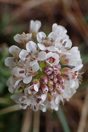 Noccaea caerulescens \ Gebirgs-Hellerkraut, Bluliches Tschelkraut / Alpine Penny-Cress, F Queyras, Fontgillarde 30.4.2023