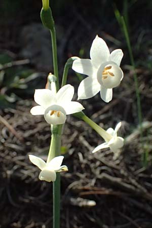Narcissus dubius \ Zweifelhafte Narzisse / Doubtful Narcissus, F Martigues 17.3.2024