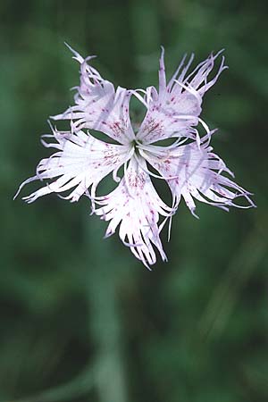 Dianthus monspessulanus \ Montpellier-Nelke / White Cluster, F Pyrenäen/Pyrenees, Montferrer 28.6.2000